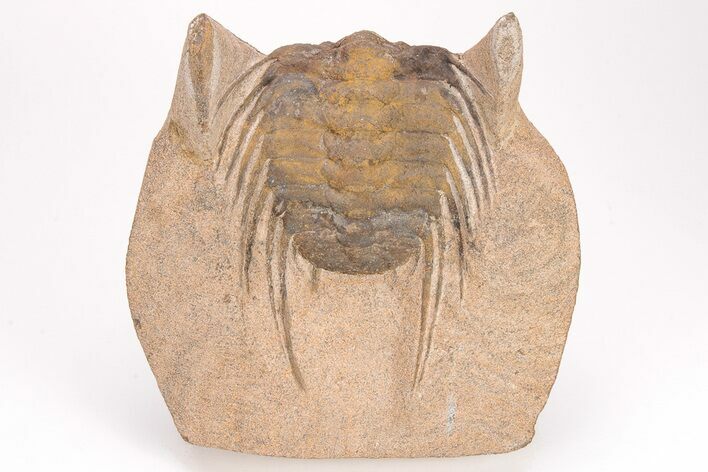 Spiny Selenopeltis Trilobite (Head Tucked) - Erfoud, Morocco #206446